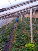 河南重渡溝、滴翠河、金雞河2日游【水鄉(xiāng)竹韻】