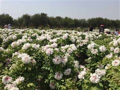 廣西南寧 潿洲島南灣海灘、天主教堂、五彩灘 滴水丹屏、北海銀灘、網(wǎng)紅流下村、北部灣廣場(chǎng) 6日游【甄選四鉆酒店，含5早1正餐，北海獨(dú)立小包團(tuán)+潿洲島觀光車】