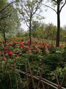 河南洛陽 黃河三峽、龍?zhí)洞髰{谷 2日游【乘游輪覽高峽平湖，探峽谷奇石飛瀑】