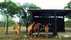 廣州港珠澳大橋、雙園（長隆海洋王國+長隆香江野生動物園+大馬戲表演）珠海圓明新園、船游港珠澳大橋 6日游