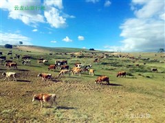 齊齊哈爾（扎龍丹頂鶴）、海拉爾 呼倫貝爾大草原、滿洲里 額爾古納濕地、根河大興安嶺、漠河 北極村、五大連池 雙飛9日【草原遇到大森林；穿越兩極 壯美火山】