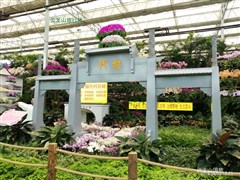 沂蒙老街、蘭陵生態(tài)園 1日游【賞蘭陵七大展館，體驗壯觀現(xiàn)代農(nóng)業(yè)；另售自駕票35元/人】