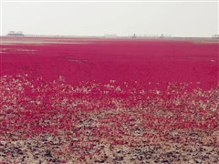 遼寧 盤錦紅海灘、沈陽張氏帥府、本溪關(guān)門山賞楓葉、丹東鴨綠江、鐵路抗美援朝博物館 6日游【遼寧全景游 純玩無購(gòu)物】