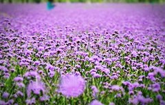 蘇州金雞湖、水鄉(xiāng)周莊、寒山寺、獅子林、靈山大佛、拈花灣、惠山古鎮(zhèn) 3日游【柔情似水 心靈歸處】