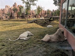 山東 寶山前野生動物園 / 無極鬼谷 1日【純玩不進店，邂逅寶山前】