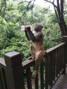 貴州果樹大瀑布、西江千戶苗寨、梵凈山、中南門古城、遵義會(huì)議會(huì)址、鎮(zhèn)遠(yuǎn)古鎮(zhèn)、甲秀樓 雙飛6日游【名貴盛世；重溫紅色精神，贈(zèng)送遵義會(huì)議會(huì)址合影】