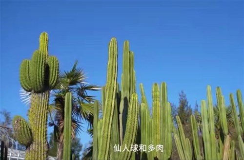 仙人球和多肉植物
