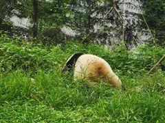 四川成都 九寨溝、黃龍、都江堰、熊貓園、松潘古城 雙飛6日游【徐州導(dǎo)游全程陪同，全新升級(jí)純玩路線】