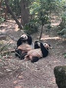 四川成都 熊貓基地、三星堆或金沙遺址 / 都江堰+青城山、九寨溝、黃龍、峨眉山金頂、樂山大佛登山 8日【社長(zhǎng)推薦26-34人小包團(tuán)，四川全景100%真純玩；2+1陸地頭等艙；精選2晚成都市區(qū)住宿，盡享