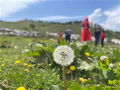 錫林郭勒大草原、壩上草原、野狐嶺軍事要塞、草原天路、元上都遺址博物館 雙高5日游【新玩法：含草原特色美食，騎馬/射箭/油桶小火車/漂流，越野車穿越】