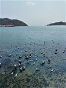 遼寧大連 帆船出海喂海鷗、登真潛艇、巡航體驗、丹東國門、鴨綠江斷橋 威尼斯水城 雙飛5日【江海明珠 英雄之城】