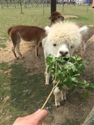 安徽宿州 野生動物園 1日游【車程約2小時抵達】
