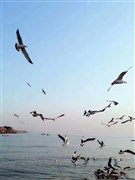 山東青島、煙臺、蓬萊、威海 高鐵純玩5日游【山東半島 海濱篇】