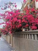 廣東汕頭 潮州古城、開元寺、南澳島、東山島、南門灣“左耳”、蘇峰山環(huán)島路 5日游【26度暖陽之旅??一路向南出發(fā)；25人精品小團，導游全程陪同帶隊】