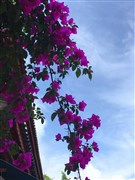 云南昆明 玉龍雪山冰川大索道 藍(lán)月谷、洱海騎行+換裝秀+夜宴、滇池、圣托里尼理想邦、大理古城、必看演出《麗江千古情》、石林、斗南花市 雙飛單動(dòng)6日游【當(dāng)?shù)?+1陸地頭等艙、每天9點(diǎn)出發(fā)+午休，優(yōu)先保證