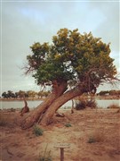寧夏銀川 鎮(zhèn)北堡影視城、賀蘭山巖畫、西夏風(fēng)情園、烏海湖、西部夢(mèng)幻大峽谷、額濟(jì)納旗胡楊林、居延海 雙飛8日游【寧夏+內(nèi)蒙兩省聯(lián)游；0自費(fèi)0購物0景交，全程一車一導(dǎo)游 超高性價(jià)比；銀川升級(jí)網(wǎng)評(píng)四鉆酒店】