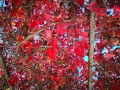 甘南天水 阿萬倉娘瑪寺、郎木寺、黃河九曲第一灣、花湖景區(qū)、扎尕那、徒步仙女灘、甘加秘境、拉卜楞寺、阿米貢洪星空牧場、麥積山石窟、伏羲廟 雙高7日【2-8人VIP精品小包，全程入住網(wǎng)評四鉆酒店，特別安排