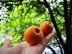 廣西桂林 四星級豪華游船二樓上倉、銀子巖、遇龍河雙人竹筏漂流、古東瀑布、世外桃源、《印象劉三姐》、象鼻山 雙飛5日【成人不超22人精品團】