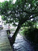 船游新安江畫廊、永泉小鎮(zhèn)（白+黑）、5A呈坎、西溪南古村落 3日游【純玩徽州；升級2晚五鉆黃山高爾夫酒店送自助早餐；升級2+1保姆車或半臥】